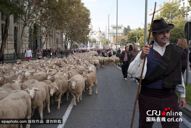 西班牙羊群大游行 2000只羊过市中心(图)