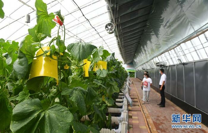 제19회 장춘 농업박람회 개막...스마트 농업이 대세!_fororder_杂交