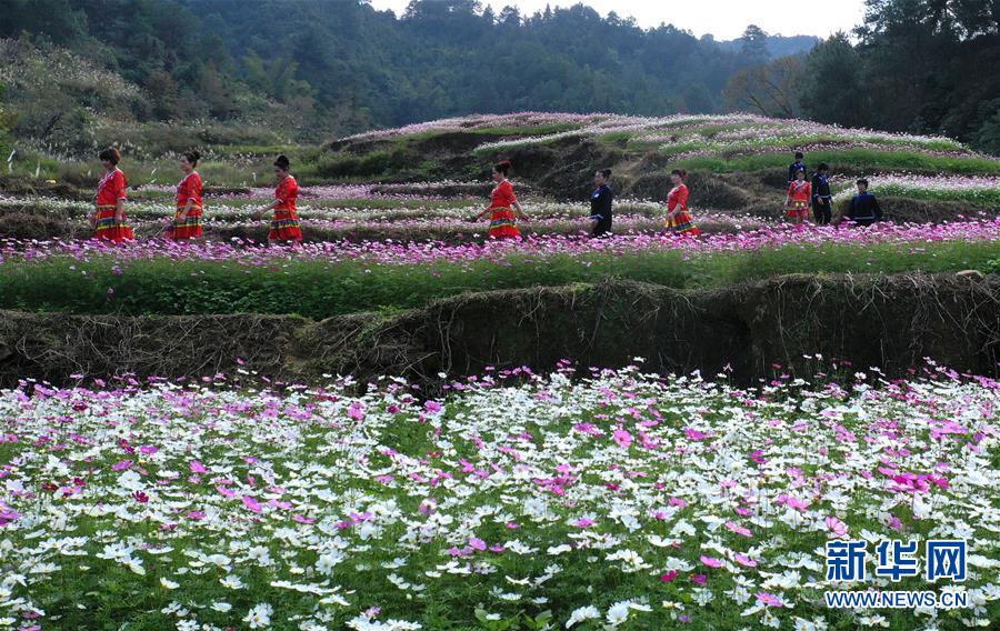 百色壯鄉花開迎客