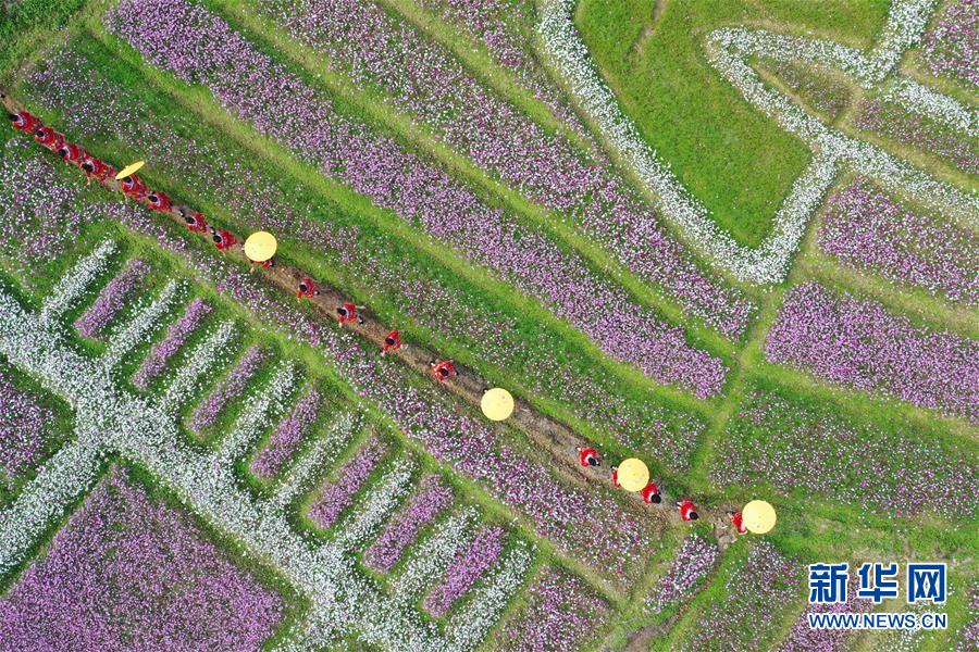 百色壯鄉花開迎客