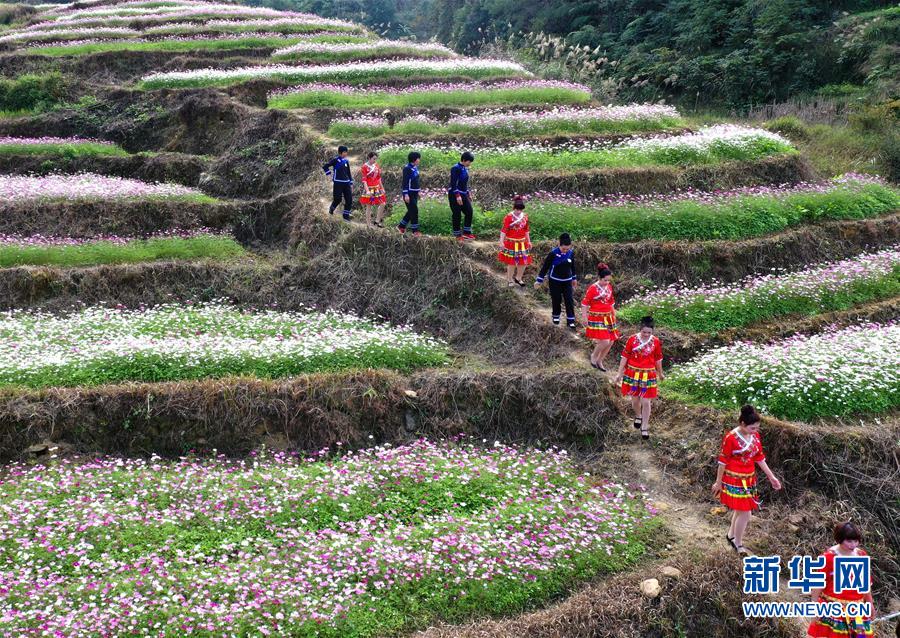 百色壯鄉花開迎客