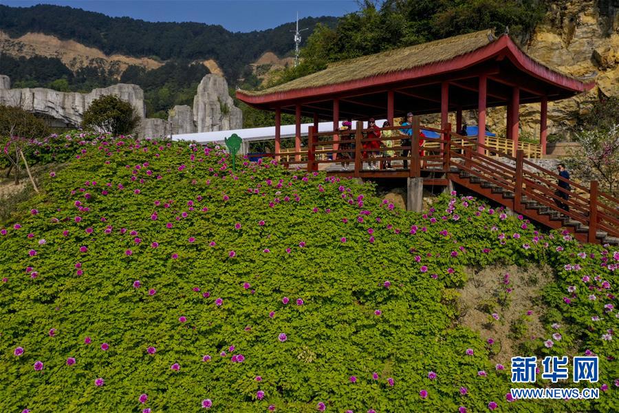 【城市遠洋、焦點圖、渝情渝景】唯有牡丹真國色 花開時節動山城