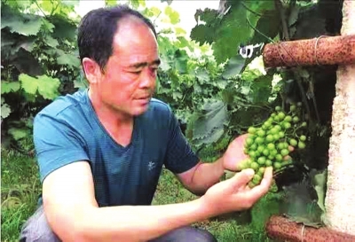 【河南好項目-圖片(頁面標題:大棚種出“富民果”)】省勞模、“蔬菜大王”王福生 大棚裏種出“富民果”