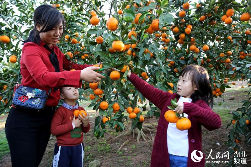 湖北宜城：又到橘紅時（高清組圖）