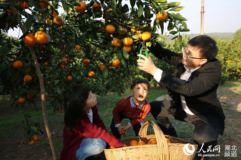 湖北宜城：又到橘紅時（高清組圖）