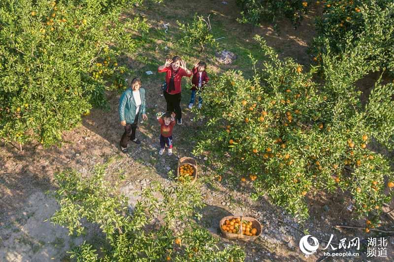 湖北宜城：又到橘紅時（高清組圖）