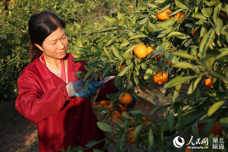 湖北宜城：又到橘红时（高清组图）