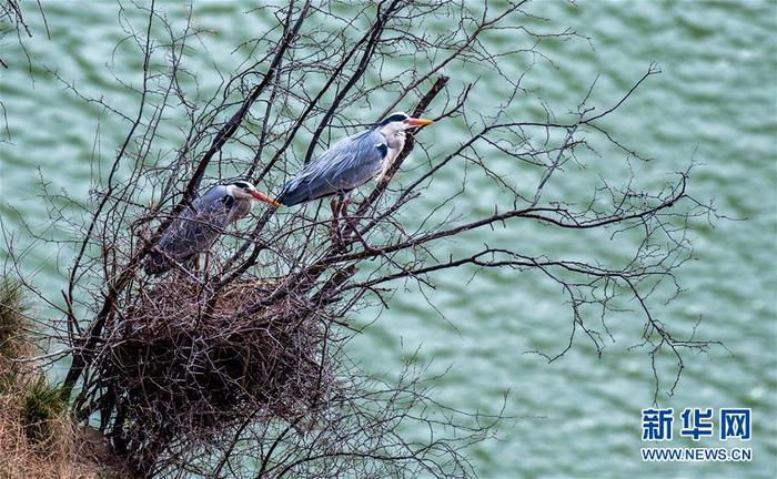 图片默认标题_fororder_3