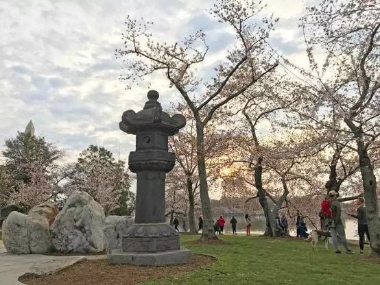 华盛顿特区最佳樱花拍摄点,捕捉最美的瞬间