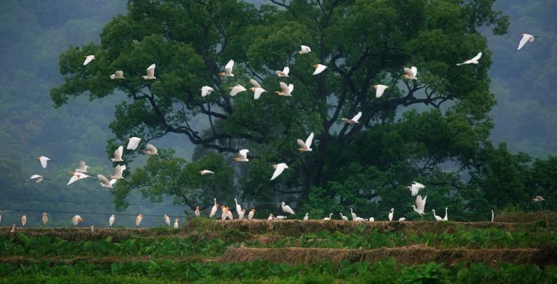 韶关全力打造首个全域国家森林城市_fororder_WechatIMG3