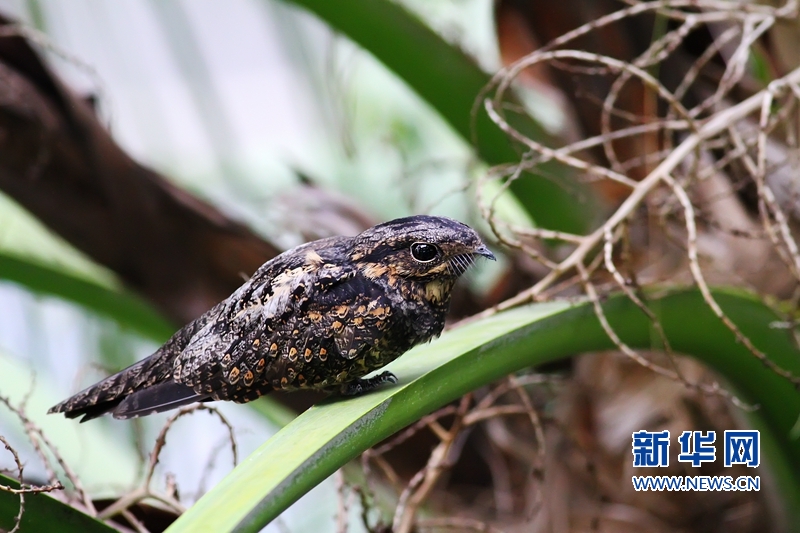 普通夜鹰一般在入夜后就开始活跃起来(资料图).