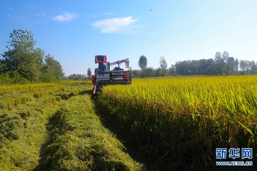 河南光山：5.2萬畝再生水稻喜獲豐收