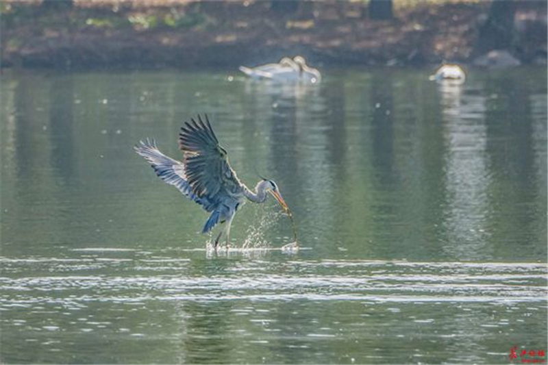 图片默认标题_fororder_W020190304352561593416