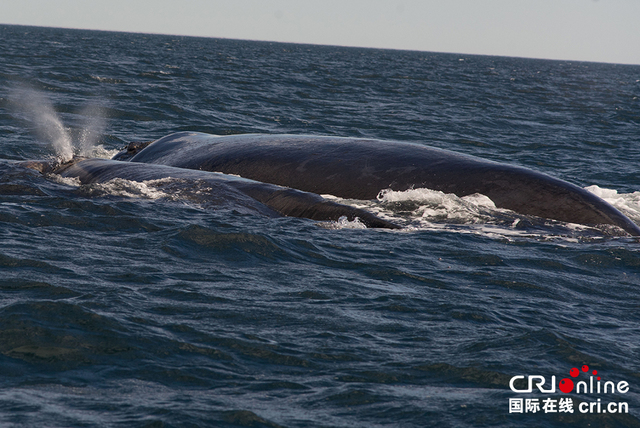 阿根廷马德林港南露脊鲸遭海鸥欺负 面临生存威胁 阿根廷马德林港南露脊鲸遭海鸥欺负 面临生存威胁
