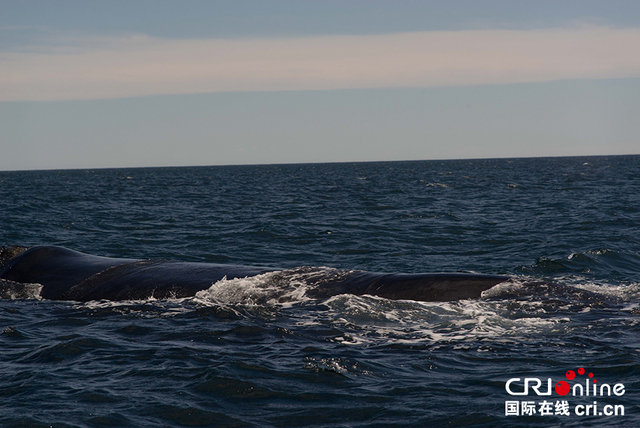 阿根廷马德林港南露脊鲸遭海鸥欺负 面临生存威胁 阿根廷马德林港南露脊鲸遭海鸥欺负 面临生存威胁