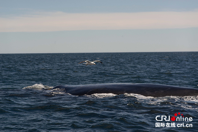 阿根廷马德林港南露脊鲸遭海鸥欺负 面临生存威胁 阿根廷马德林港南露脊鲸遭海鸥欺负 面临生存威胁