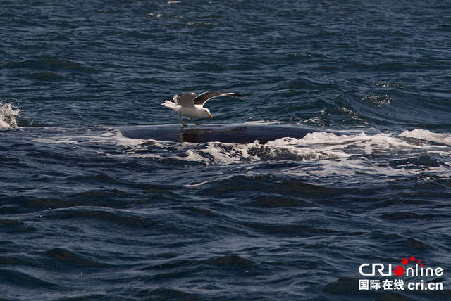 阿根廷马德林港南露脊鲸遭海鸥欺负 面临生存威胁 阿根廷马德林港南露脊鲸遭海鸥欺负 面临生存威胁