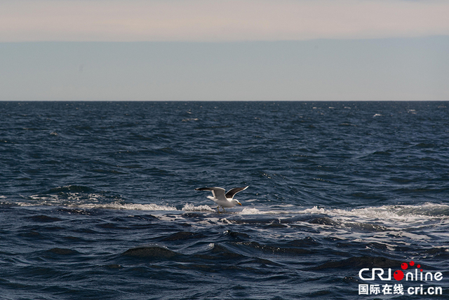 阿根廷马德林港南露脊鲸遭海鸥欺负 面临生存威胁 阿根廷马德林港南露脊鲸遭海鸥欺负 面临生存威胁