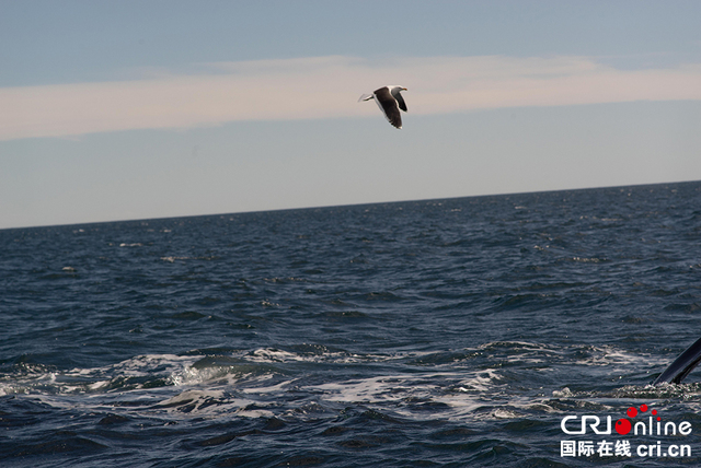 阿根廷马德林港南露脊鲸遭海鸥欺负 面临生存威胁 阿根廷马德林港南露脊鲸遭海鸥欺负 面临生存威胁
