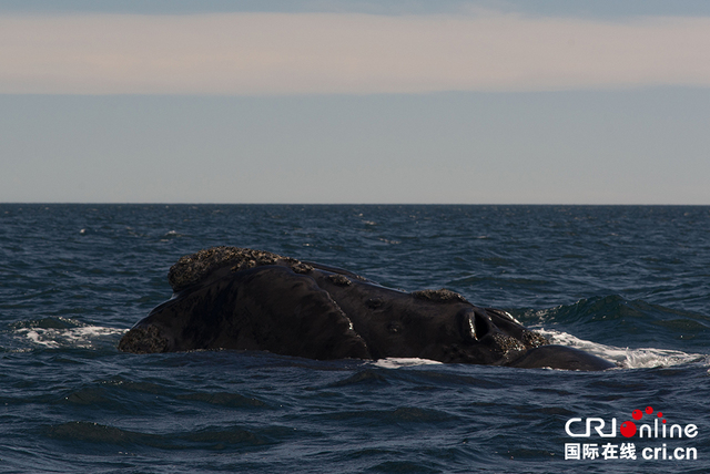 阿根廷马德林港南露脊鲸遭海鸥欺负 面临生存威胁 阿根廷马德林港南露脊鲸遭海鸥欺负 面临生存威胁
