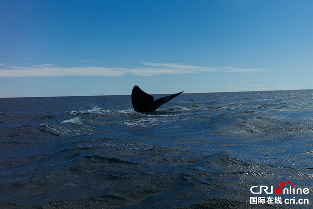 阿根廷马德林港南露脊鲸遭海鸥欺负 面临生存威胁 阿根廷马德林港南露脊鲸遭海鸥欺负 面临生存威胁