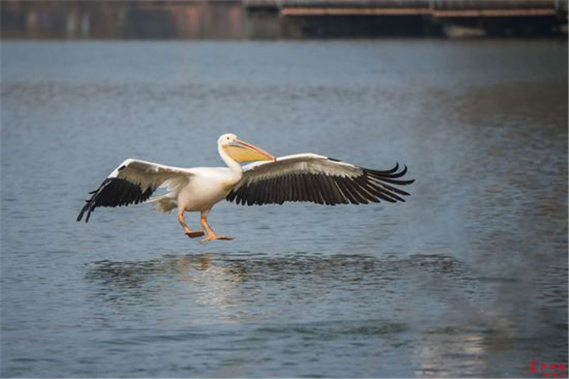 图片默认标题_fororder_W020190304352561601292