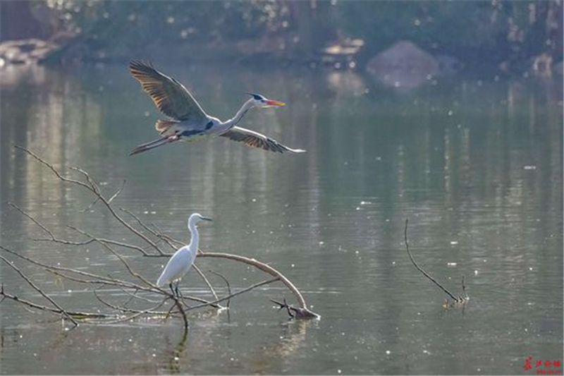 图片默认标题_fororder_W020190304352561600548