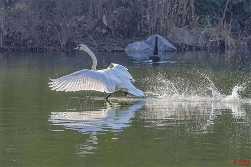 图片默认标题_fororder_W020190304352561600662