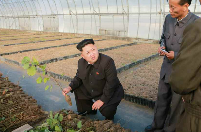 金正恩視察種植園區 多次蹲下腿疾已無大礙