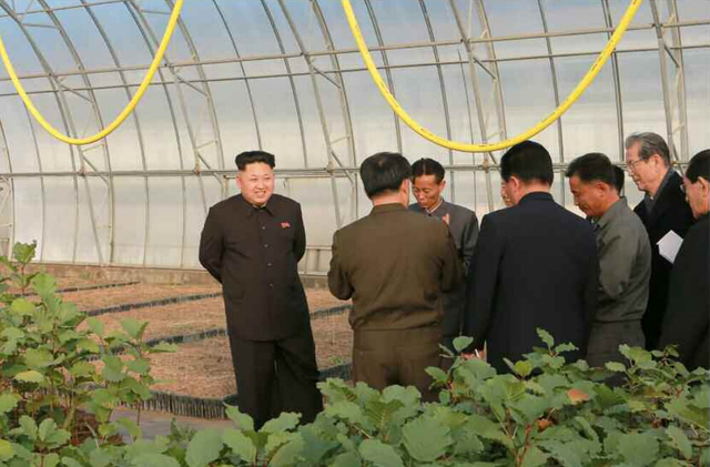 金正恩視察種植園區 多次蹲下腿疾已無大礙