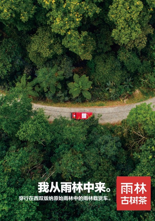 雨林古茶坊老班章告诉你，好熟茶究竟什么样的