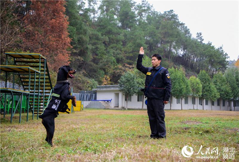 探訪十堰警犬基地 見識警犬“絕活兒”