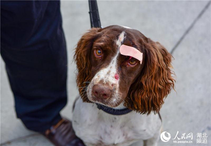 探訪十堰警犬基地 見識警犬“絕活兒”