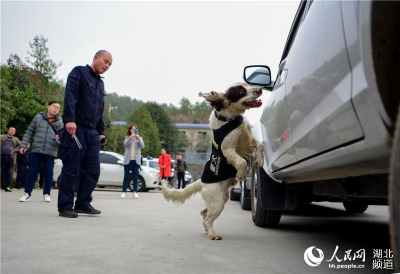 探訪十堰警犬基地 見識警犬“絕活兒”