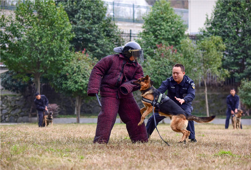 探訪十堰警犬基地 見識警犬“絕活兒”