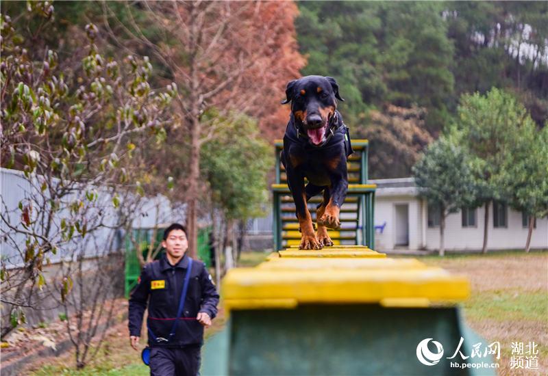 探訪十堰警犬基地 見識警犬“絕活兒”