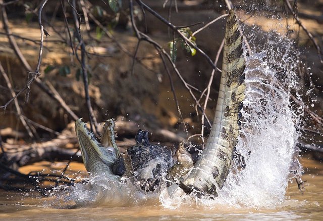 巴西摄影师抓拍饥饿美洲豹攻击鳄鱼画面(图)