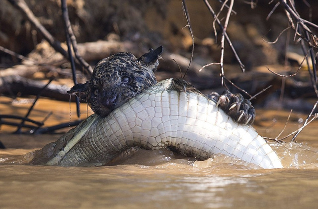 巴西摄影师抓拍饥饿美洲豹攻击鳄鱼画面(图)