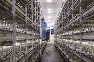 淮安紫山食用菌硅谷产业园：探索发展模式 实现振兴乡村_fororder_QQ图片20200819091339