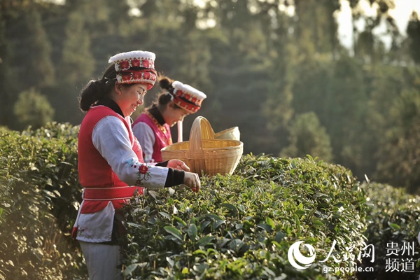 2020“凉都早春第一茶”开采