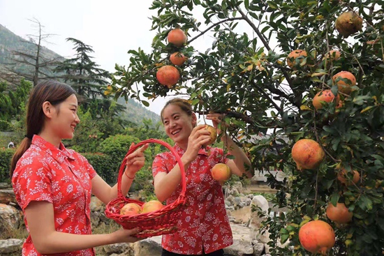 棗莊嶧城冠世榴園：小石榴托起致富夢