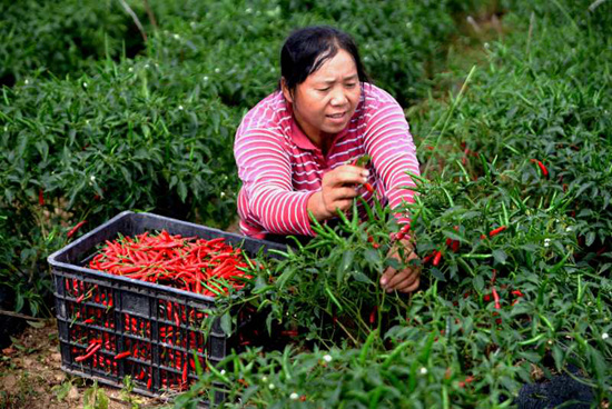貴州沿河：辣椒豐收富農家