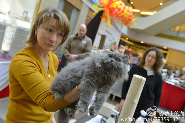 立陶宛首都維爾紐斯舉辦國際貓展
