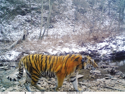 普京所放生老虎在黑龍江被拍到 照片公佈