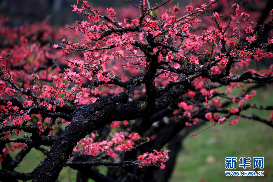 廣東連平：三月春來早 十里桃花香