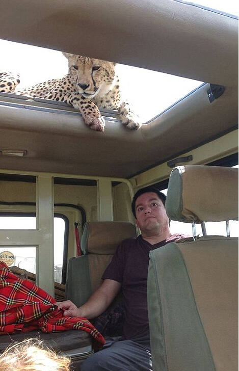 非洲猎豹车顶天窗伸头凝视旅客(图)