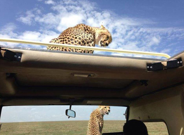非洲猎豹车顶天窗伸头凝视旅客(图)