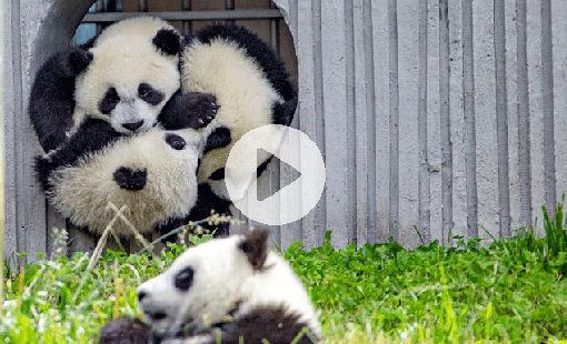 A Visit to the Homeland of Pandas2: The Panda Kindergarten at the foot of snow mountains_fororder_熊猫第二集