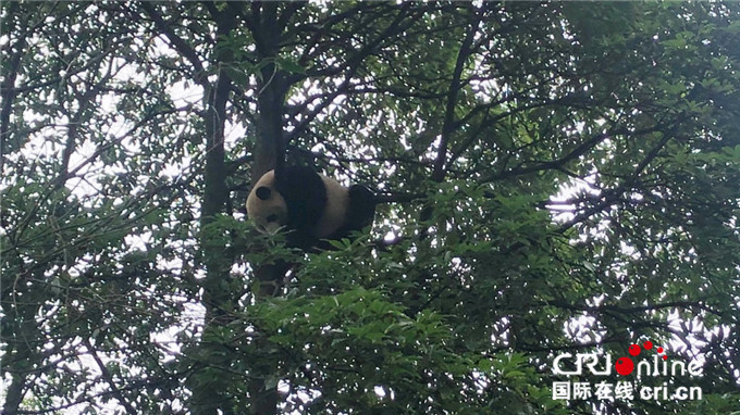 带你一起去看“海归”大熊猫的快乐天地！_fororder_熊猫“贝贝”