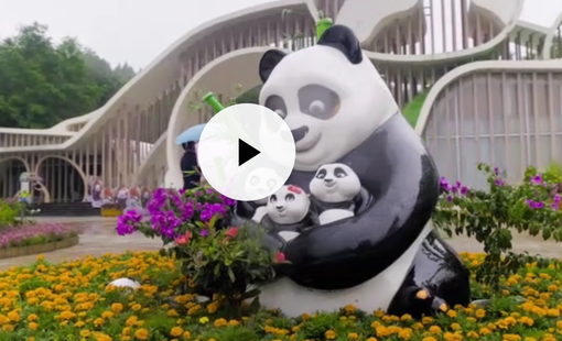 A Visit to the Homeland of Pandas 4: Pandas in verdant landscapes_fororder_34